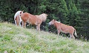 21 Cavalli della Baita Bassa al pascolo